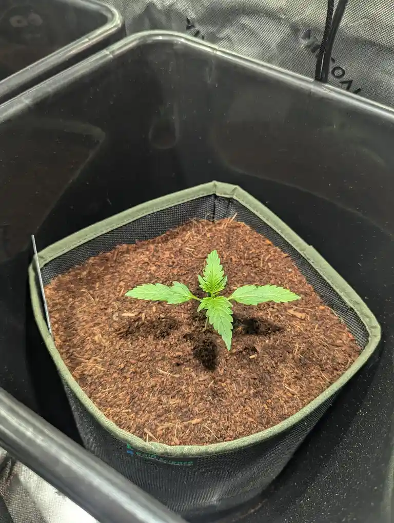 A small green cannabis seedling with characteristic serrated leaves grows in a black fabric grow bag filled with brown soil…