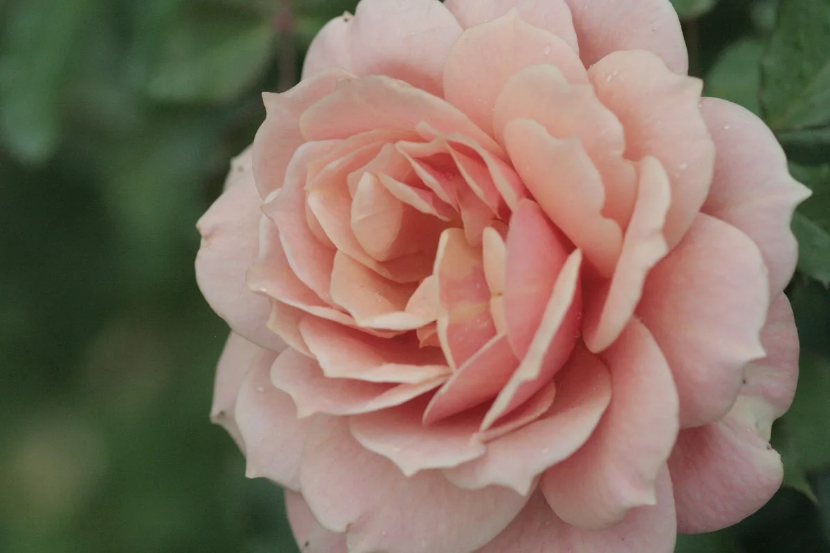 A close-up photograph of a fully bloomed, light pink rose with delicate, layered petals and visible water droplets, set…
