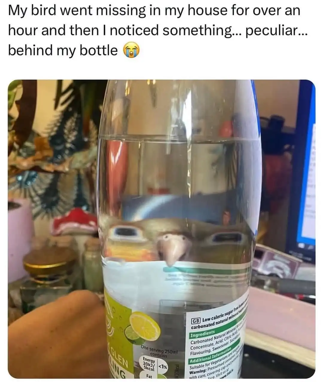 A close-up photo shows a small bird's head peeking out from behind a clear plastic bottle filled with water. The bird's beak…