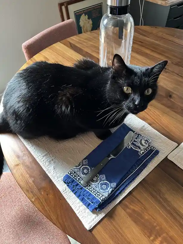 A black cat with yellow eyes sits on a wooden dining table, looking directly at the camera. In front of it is a blue…