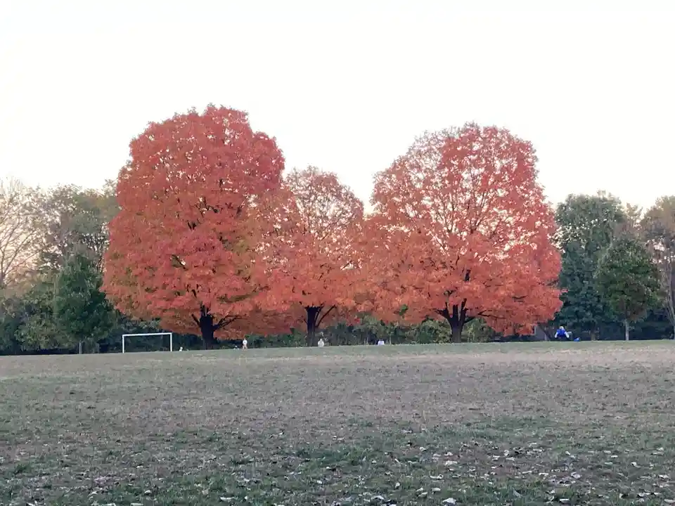 A wide shot of a grassy field with three large trees displaying vibrant red-orange autumn foliage against a pale sky. A…
