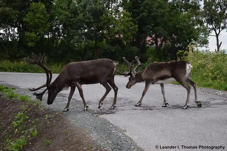 Two reindeer with large antlers are walking side-by-side on a paved road, surrounded by green trees and grassy areas. The…