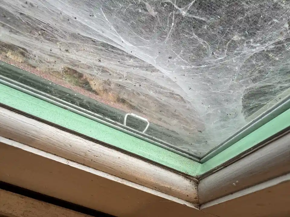A close-up photo shows a window covered in a dense, messy web of spider silk, with a green painted frame and a wooden sill…