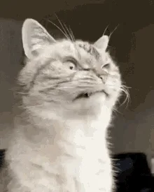 A six-panel grid shows a tabby cat with a fixed, intense upward gaze and narrowed eyes across all frames, conveying a look…