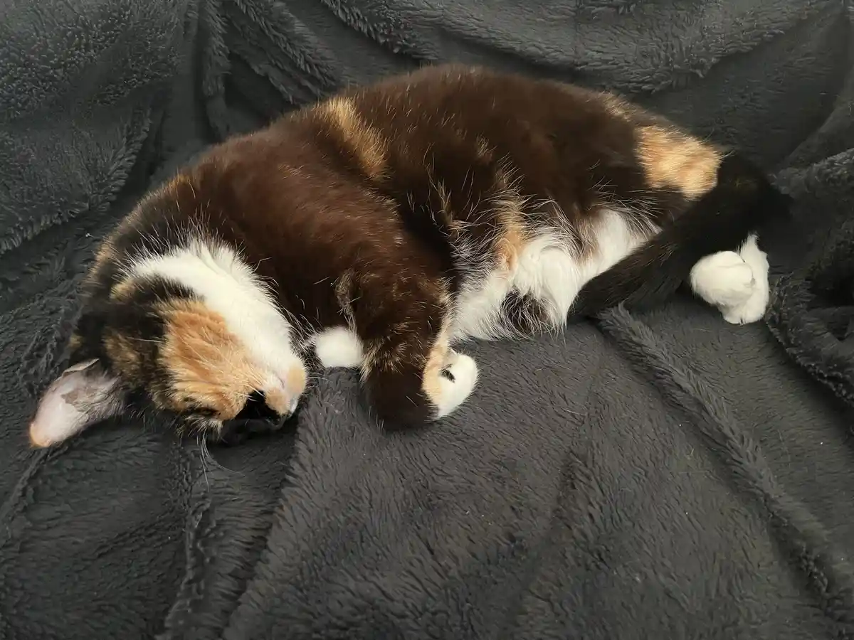 A calico cat with brown, orange, and white fur is curled up and sleeping soundly on a dark gray, fluffy blanket. Its body is…
