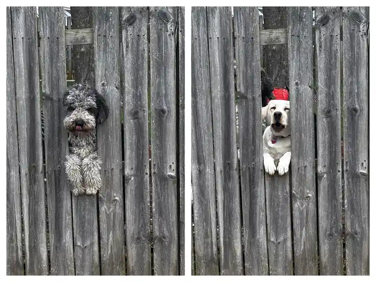 Two side-by-side photos show dogs peeking through a weathered wooden fence. The left image features a curly-haired dog with…