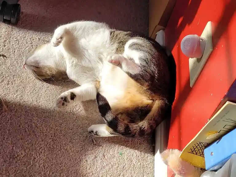 A calico cat lies on its back on a beige carpet, exposing its belly and paws, next to a red wall with a light switch and a…