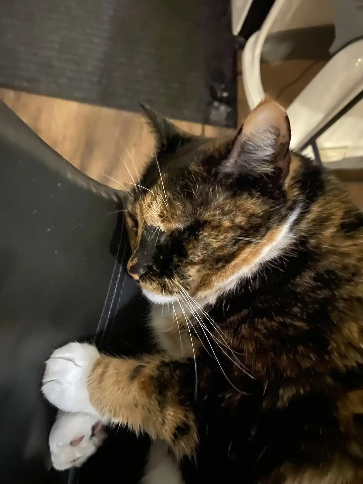 A calico cat with black, orange, and white fur is resting on a black chair, its eyes half-closed and one paw curled up near…
