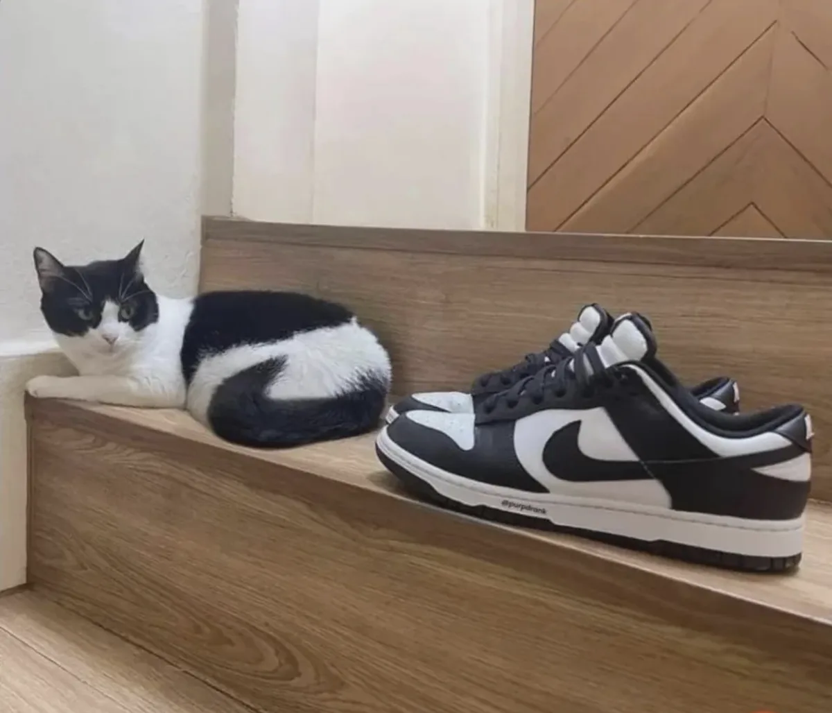 A black-and-white cat lounges on a wooden step next to a pair of black and white Nike Dunk sneakers. The cat's fur pattern…