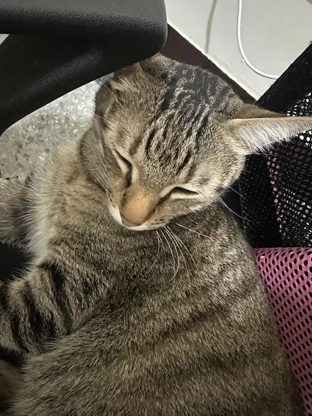 A close-up photo shows a tabby cat with closed eyes and a relaxed posture, appearing to be sleeping or resting comfortably…