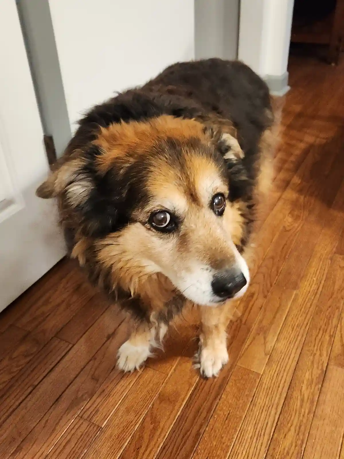 A fluffy, tri-color dog with brown, black, and tan fur stands on a wooden floor, looking up with large, pleading eyes. The…