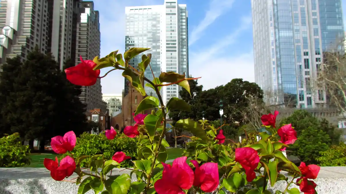 A vibrant close-up of pink bougainvillea flowers and green leaves in the foreground, with a blurred background of tall city…