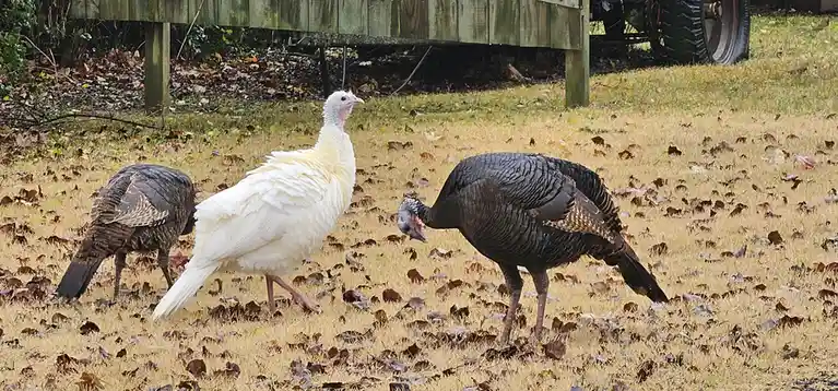 Spotting a leucistic wild turkey in Nashville: Nature's rare beauty feasting on acorns.