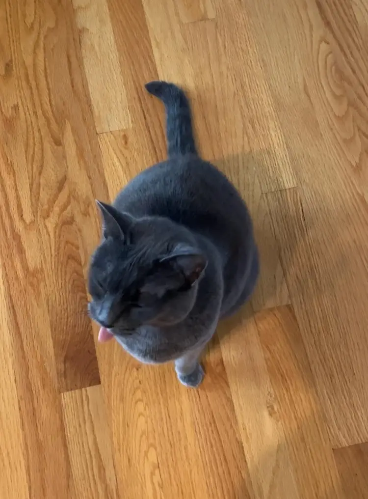 A gray cat sits on a light wooden floor, licking its paw with its eyes closed in a relaxed posture. The overlaid text reads…