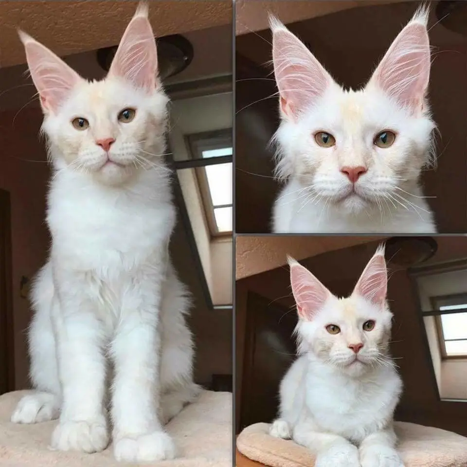 a white fluffy cat with large ears and a serious expression is shown in three different poses: sitting upright, in a…