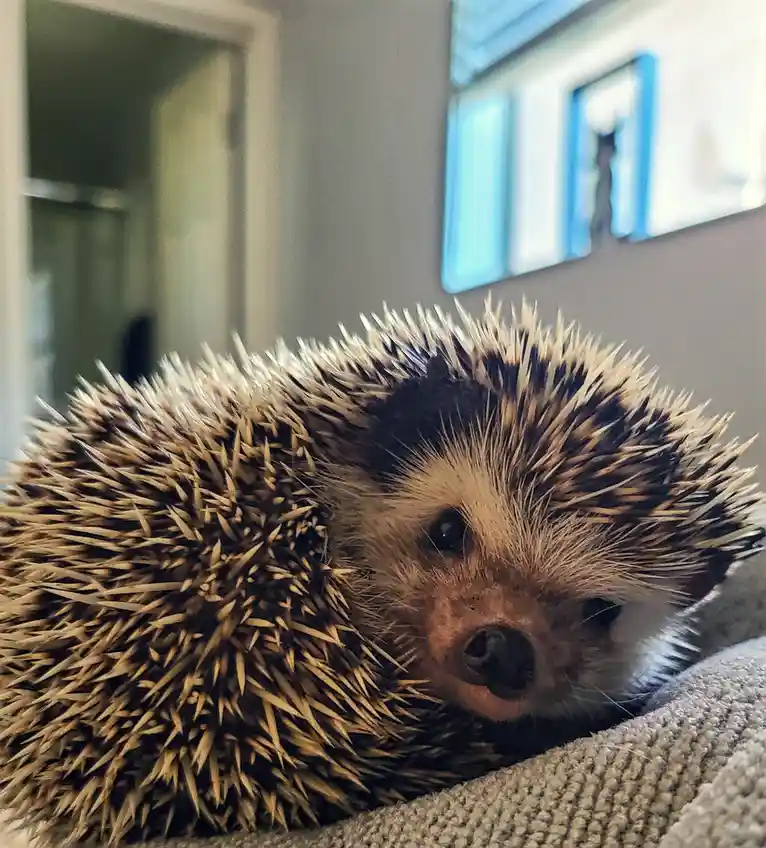A close-up photo of a hedgehog curled up on a textured gray surface, its face peeking out with dark eyes and a small nose…
