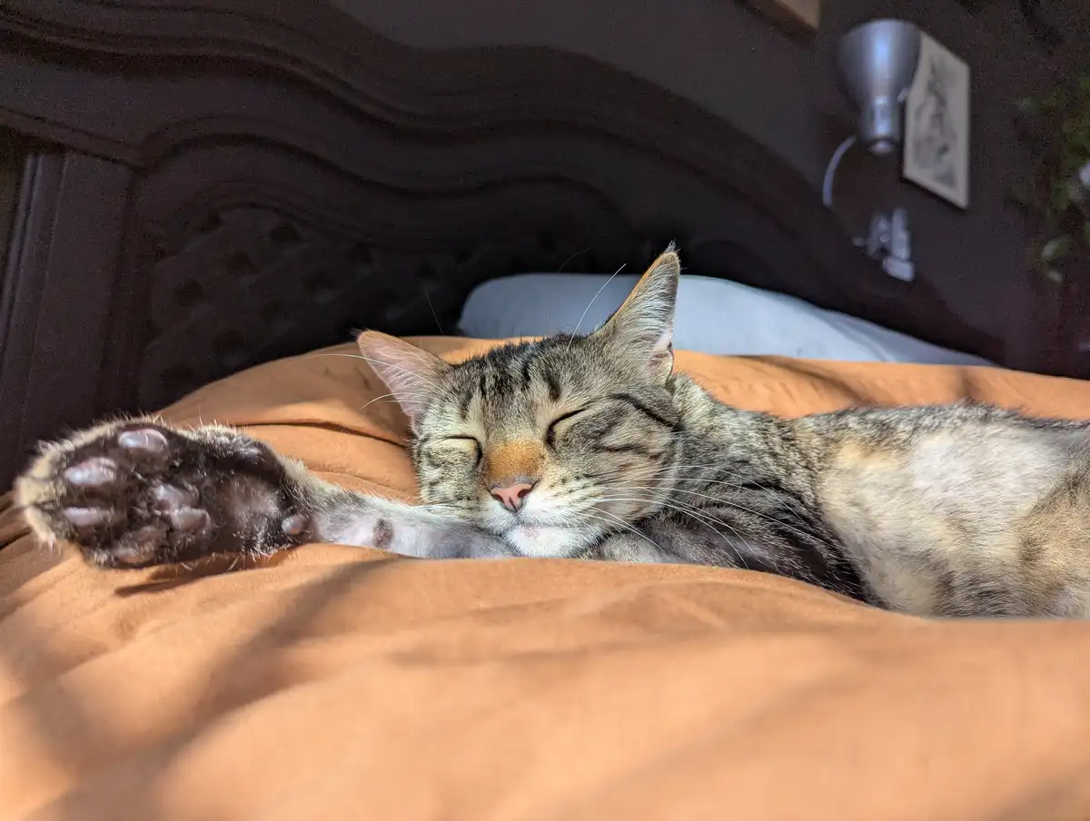 A tabby cat is sleeping soundly on an orange bedspread with one paw stretched out, eyes closed in contentment. The overlaid…