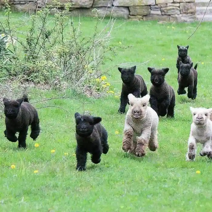 A group of fluffy black and white puppies are running across a grassy field toward the camera. Two of the puppies…