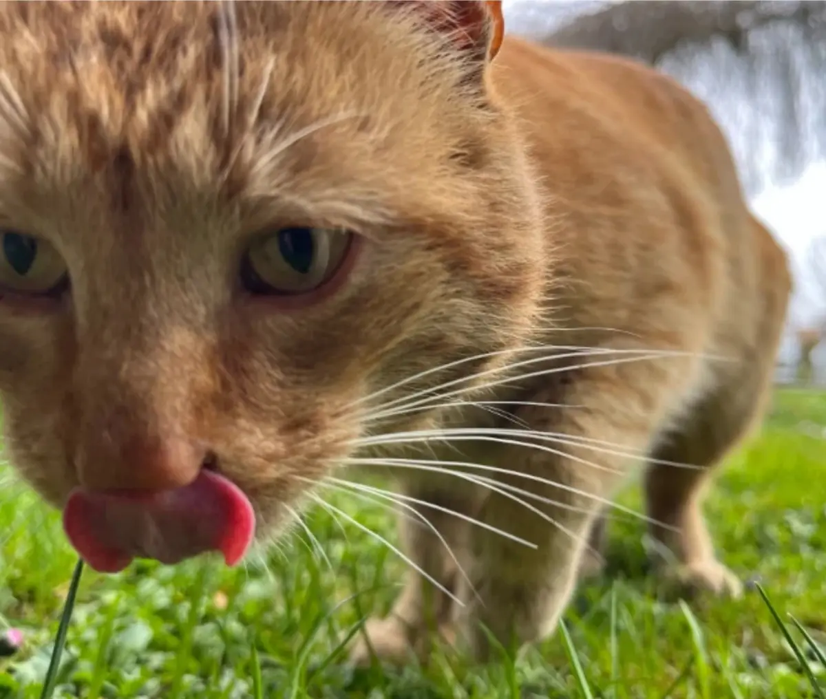 A close-up photo of an orange tabby cat outdoors on green grass, with its pink tongue extended and licking a blade of grass…