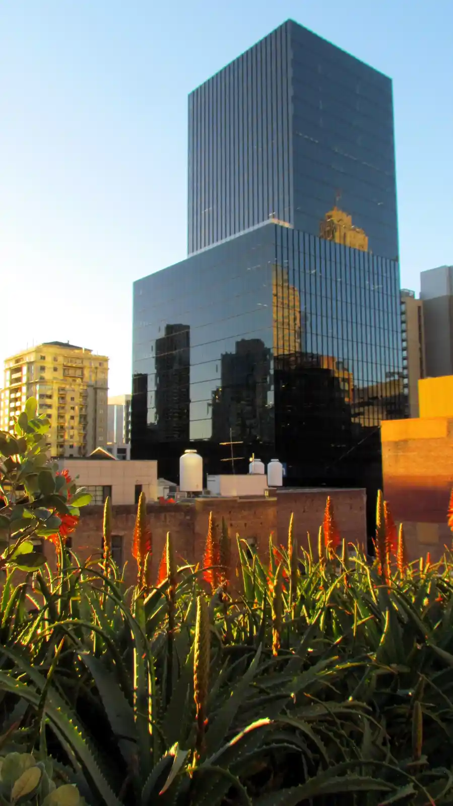 A photo shows a tall glass skyscraper reflecting other city buildings against a clear sky, with spiky aloe vera plants in…