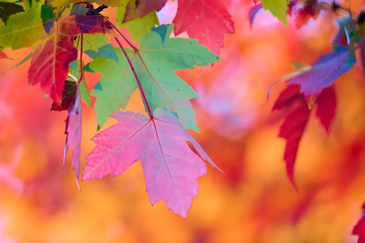 A close-up photograph of vibrant autumn maple leaves in shades of pink, red, green, and purple, with a blurred orange and…