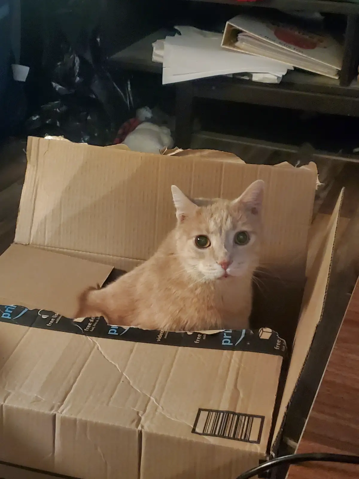 An orange tabby cat sits inside an open cardboard box, looking directly at the camera with wide, innocent eyes. The box has…