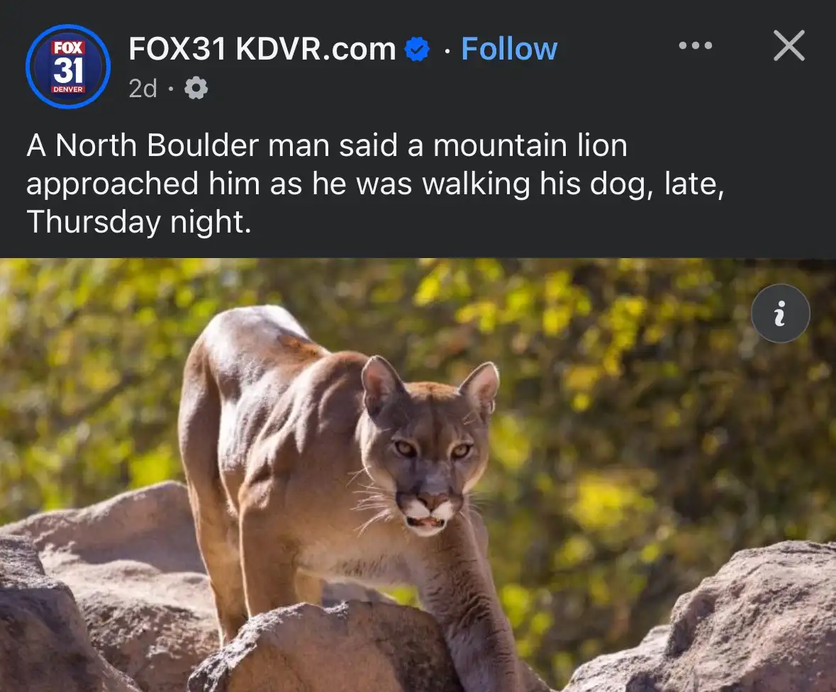 A mountain lion stands alert on rocks, looking directly at the camera with a focused expression. The image is overlaid with…
