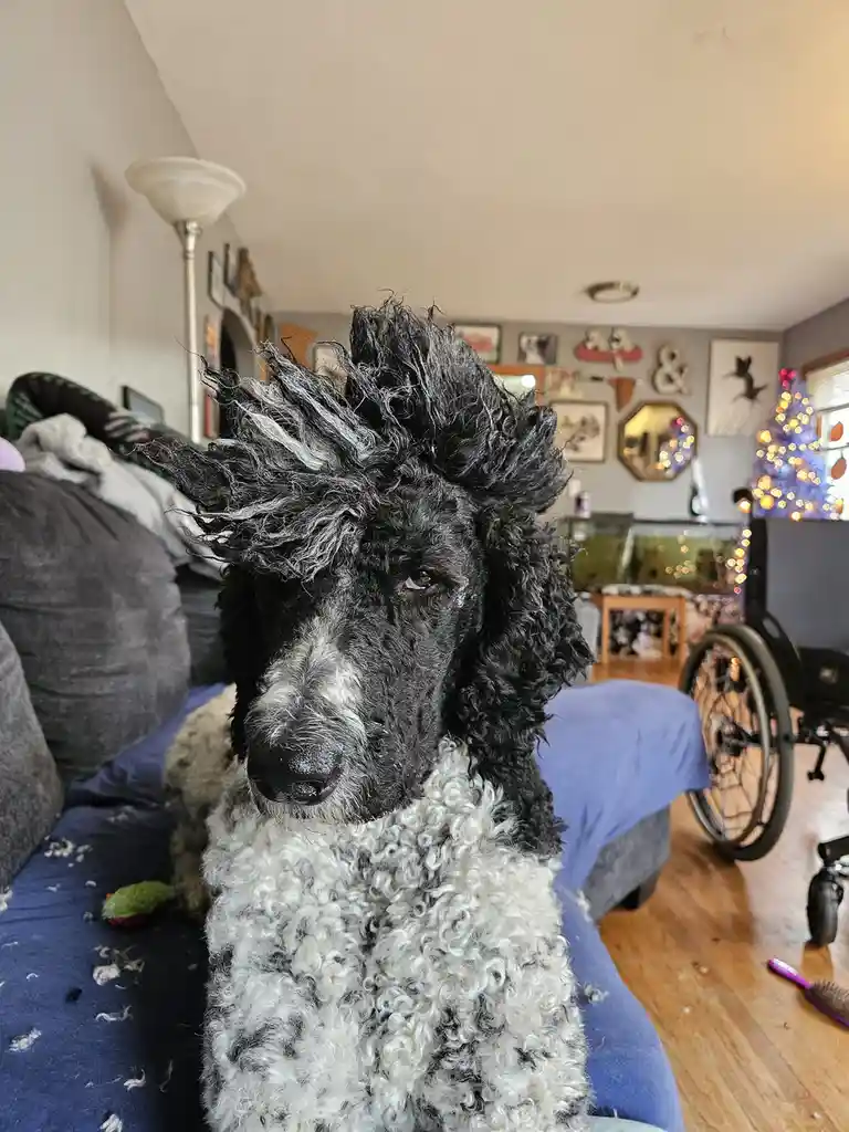 A black and white poodle with a messy, spiky haircut sits on a blue couch in a living room, looking displeased. The dog's…