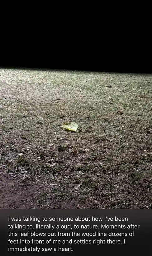 A single yellow leaf rests on a patch of grass under a spotlight effect, with a dark background. The overlaid text describes…