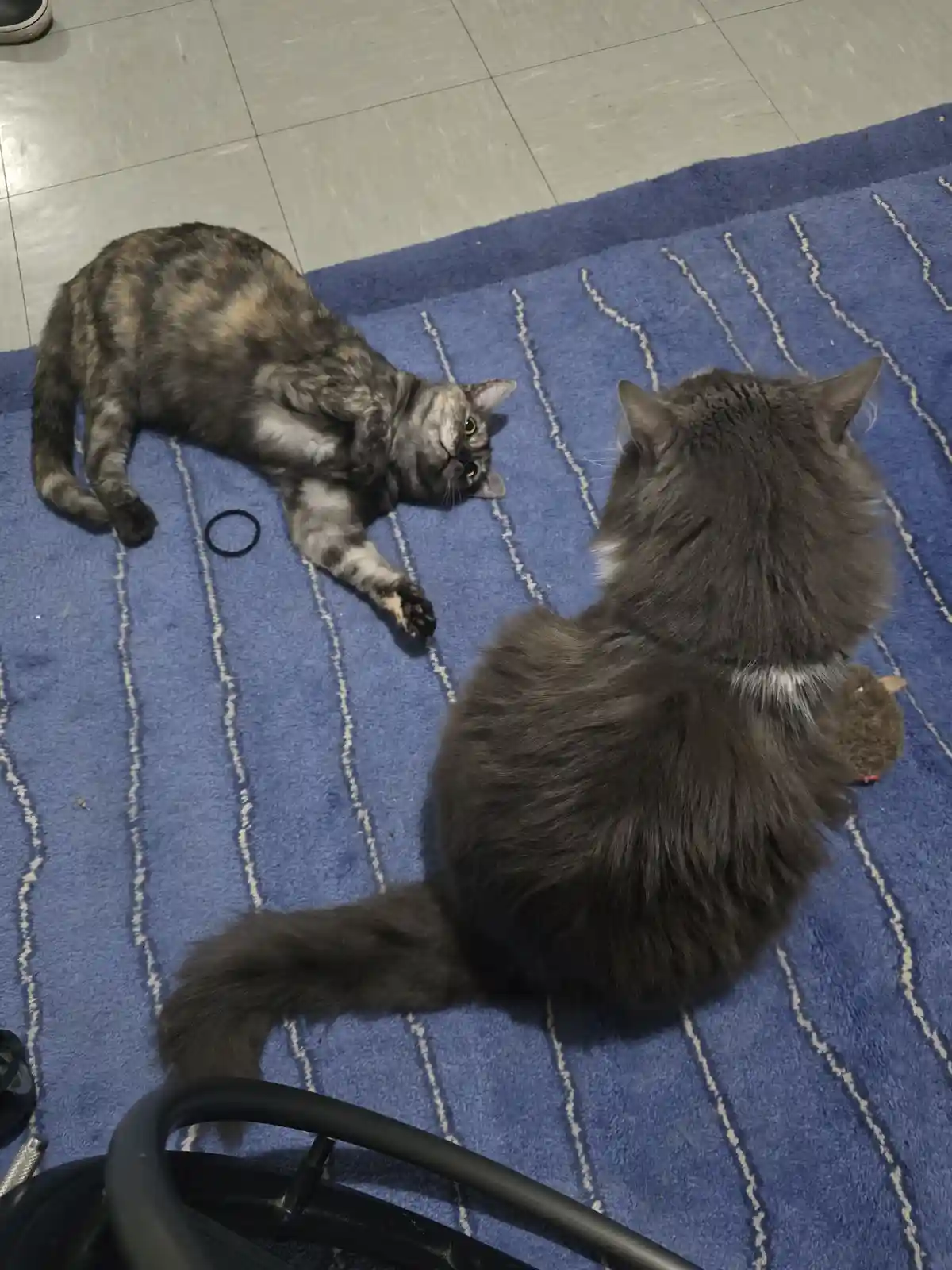Two cats are on a blue rug with white stripes; one is lying on its side looking at the other, which is sitting with its back…