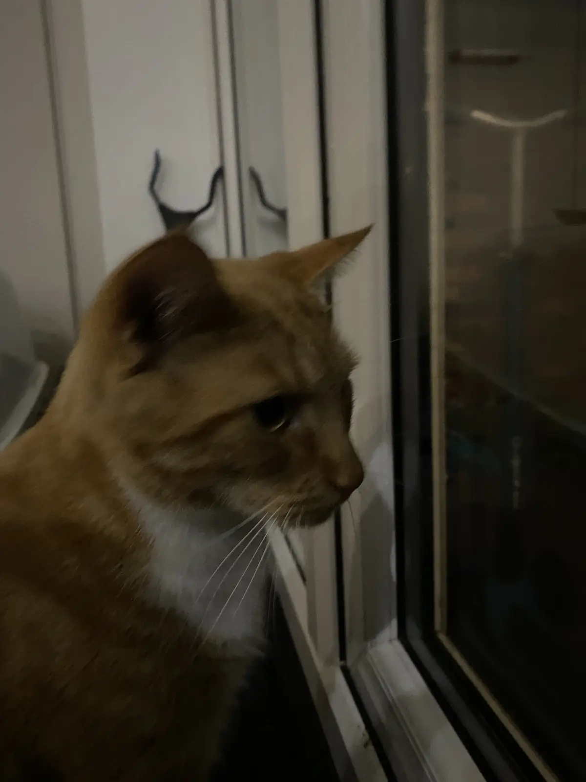 A ginger cat with a white chest sits by a window, looking out with a bored or unimpressed expression. The overlaid text…