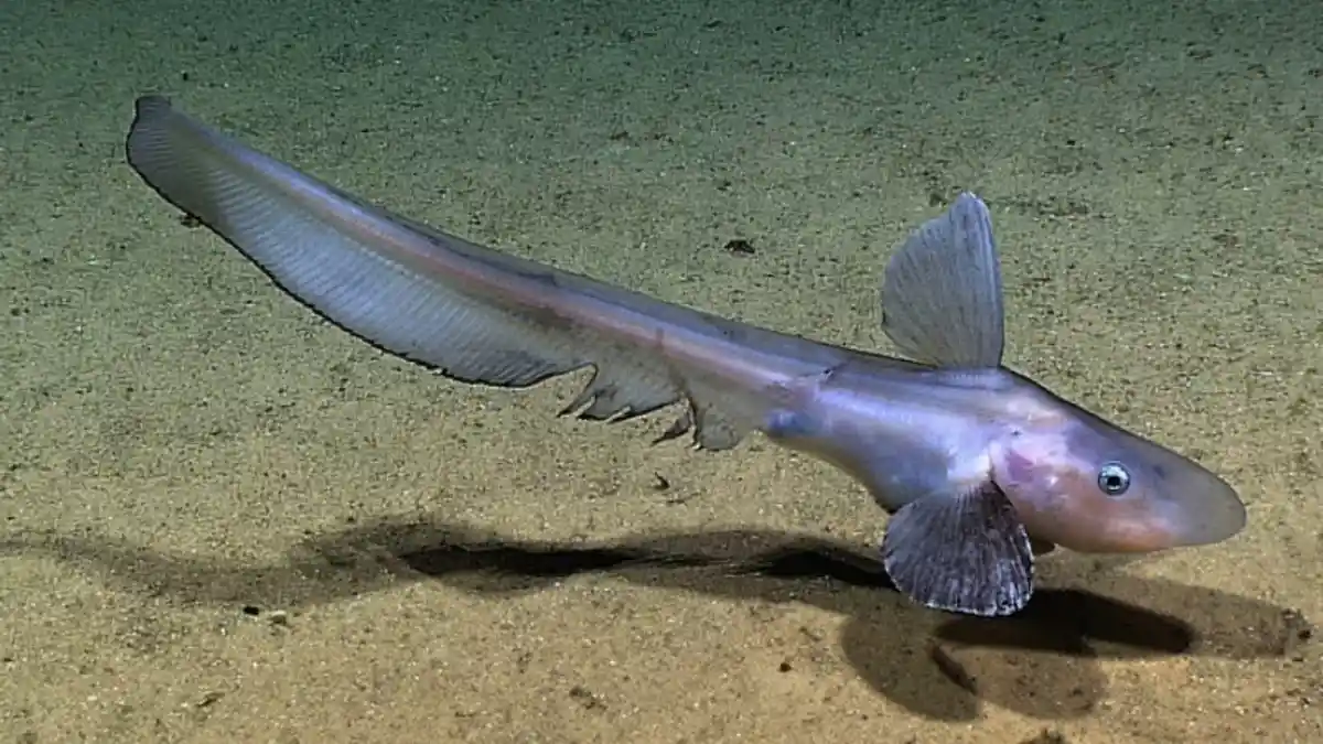 Everything Seems to Be Falling Apart, But Here's a Jellynose for a Smile