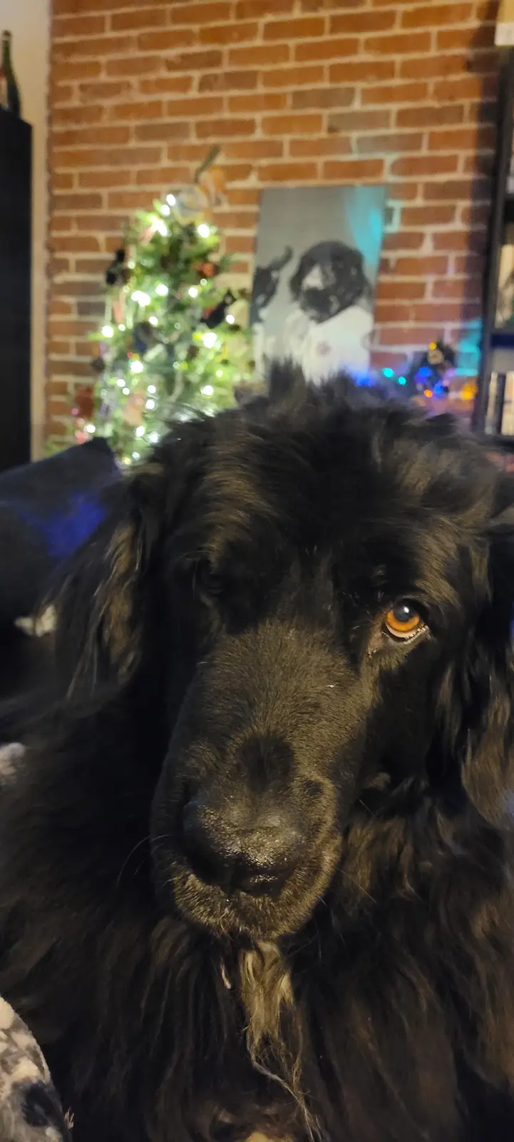 Capturing the Moment with a Festive Xmas Selfie