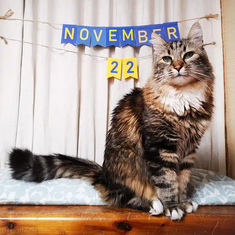 A fluffy tabby cat sits regally on a patterned cushion atop a wooden surface, looking directly at the camera with a calm…