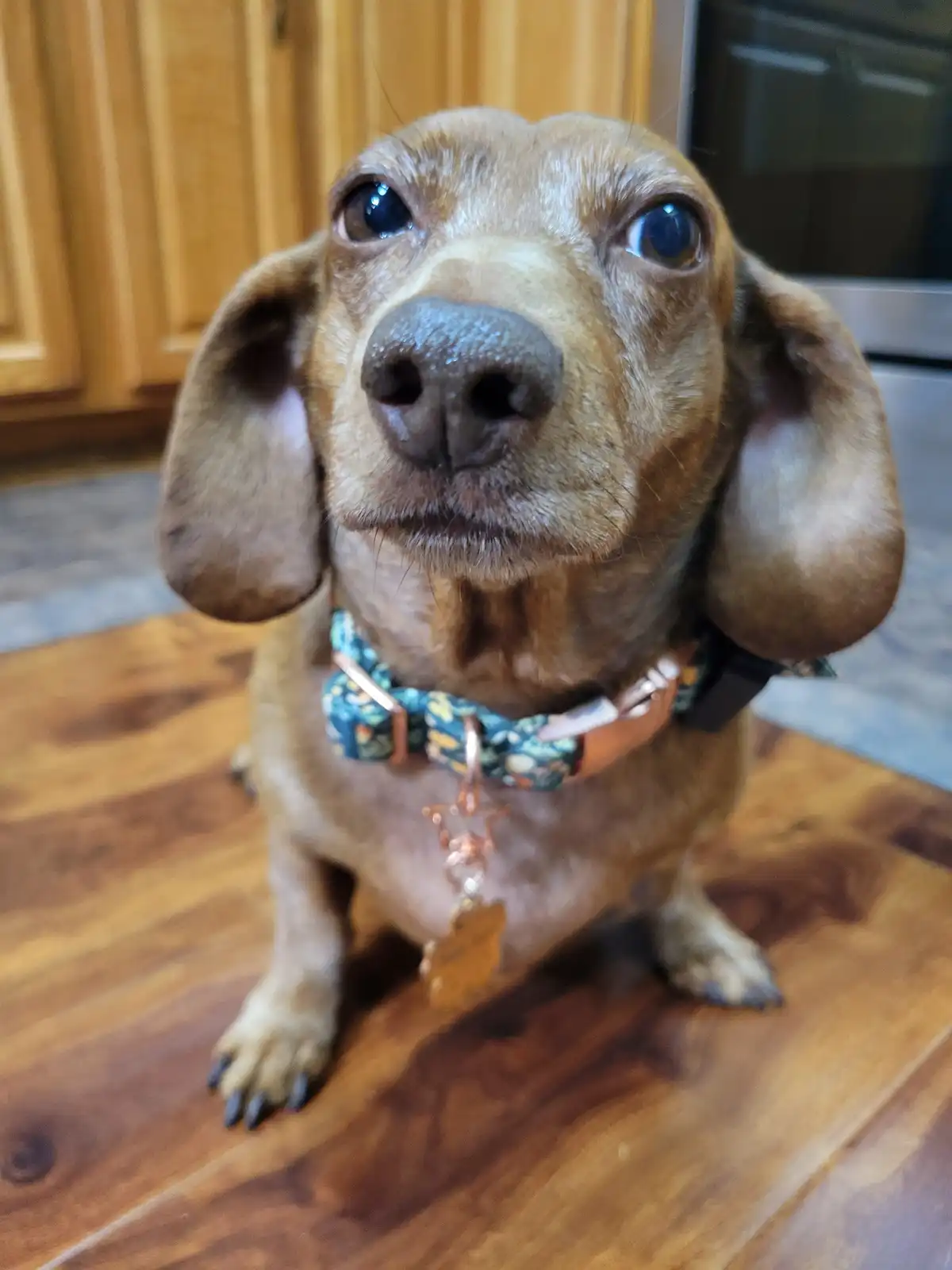 A close-up photo of a brown dachshund sitting on a wooden floor, looking up with wide, pleading eyes. The dog wears a…
