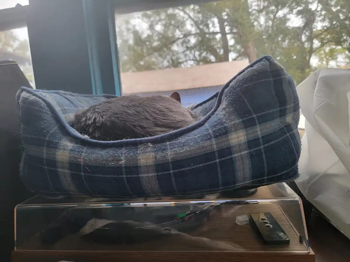 A gray cat is curled up and sleeping inside a blue plaid pet bed that is placed on top of a record player. The cat's back…