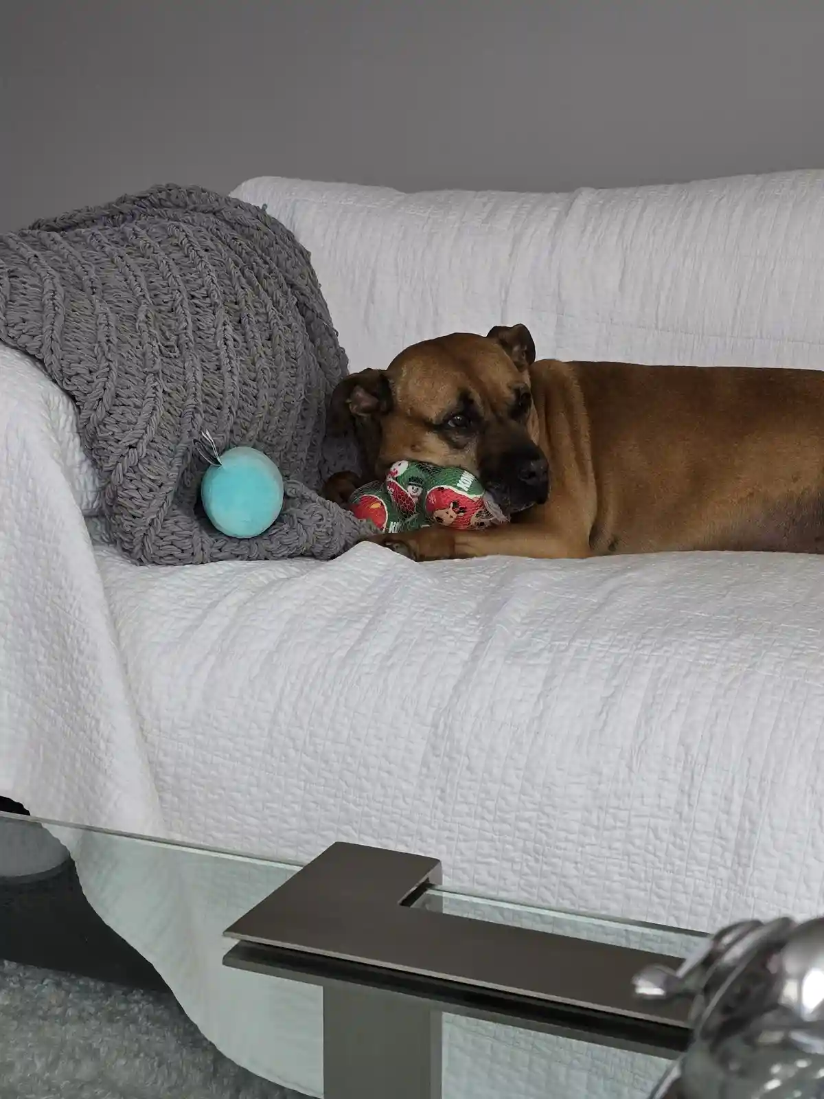 A brown dog lies on a white couch, holding a colorful holiday-themed toy in its mouth, next to a grey knit blanket and a…