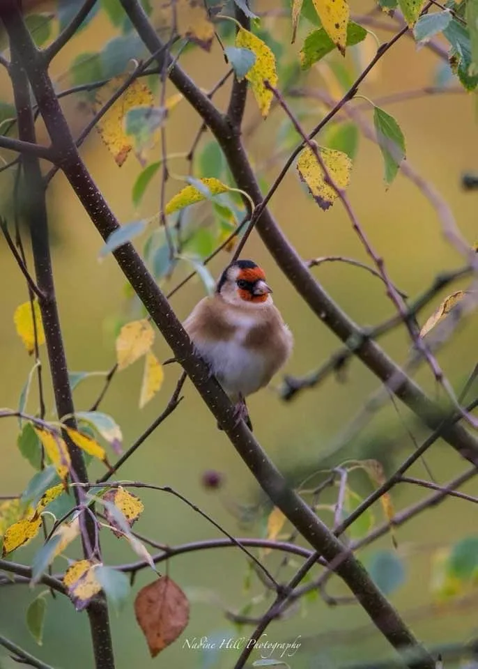 A small bird with a bright orange face and black cap perches on a tree branch surrounded by autumn leaves. The bird's…