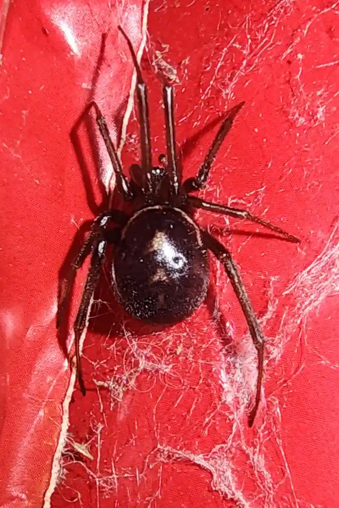 A close-up photo shows a dark brown spider with a shiny abdomen and white markings, resting on a red textured surface with…