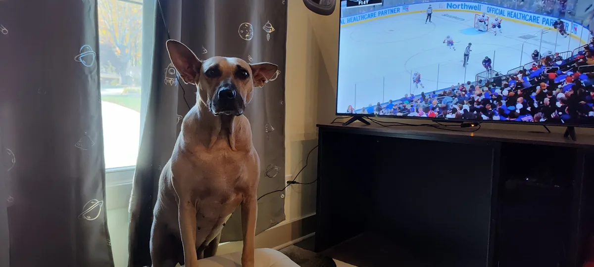 A tan dog with large ears sits upright on a white surface, looking directly at the camera with a serious expression. Behind…
