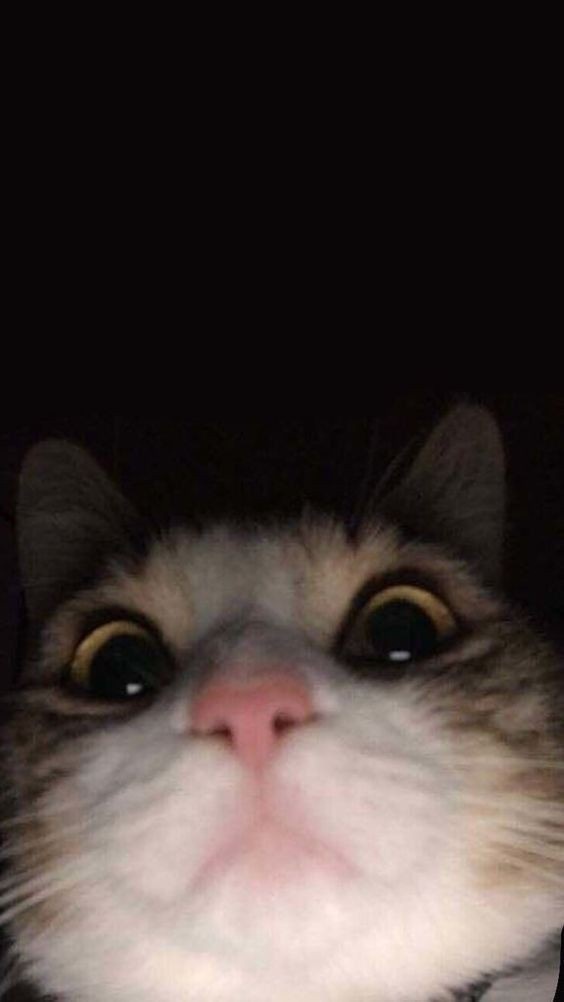 A close-up photo of a cat with wide, startled eyes looking directly at the camera against a completely black background. The…