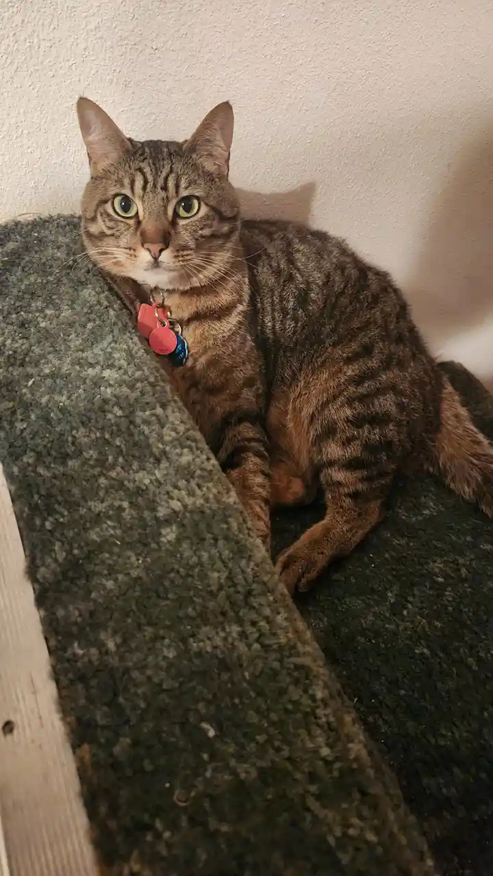 A tabby cat with green eyes and a collar sits on a green carpeted surface, looking directly at the camera with a calm…
