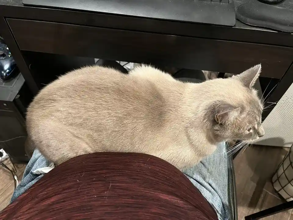 A light-colored cat is lounging on a person's lap, which is covered by a red shirt and blue jeans, while sitting in front of…