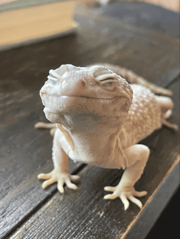 A composite of five photos shows a pale, cream-colored leopard gecko on a dark wooden surface, progressing from a neutral…