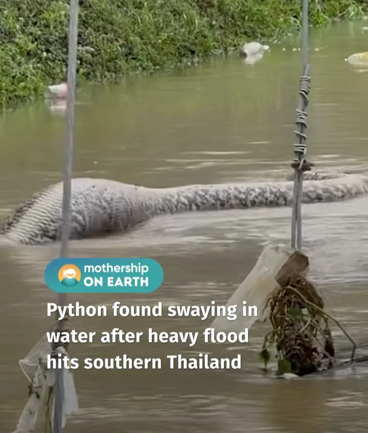 A large python is visible swimming or swaying in murky floodwater, partially submerged, with vegetation and debris floating…
