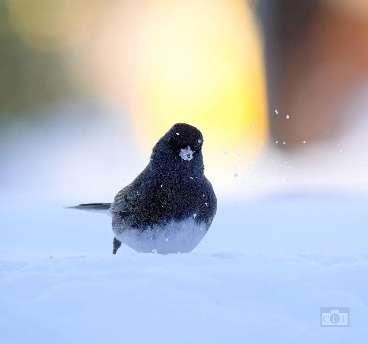 A small dark-headed bird with a white belly stands in snow, looking directly at the camera with snowflakes visibly flying…