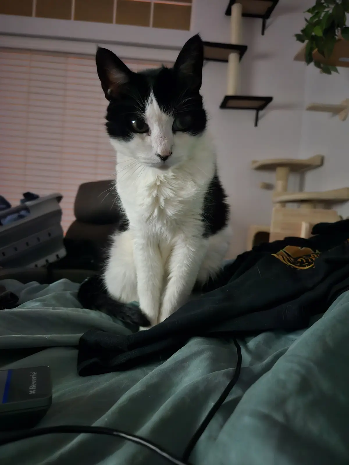 A black and white cat sits upright on a rumpled teal blanket, looking directly at the camera with a slightly dazed or…