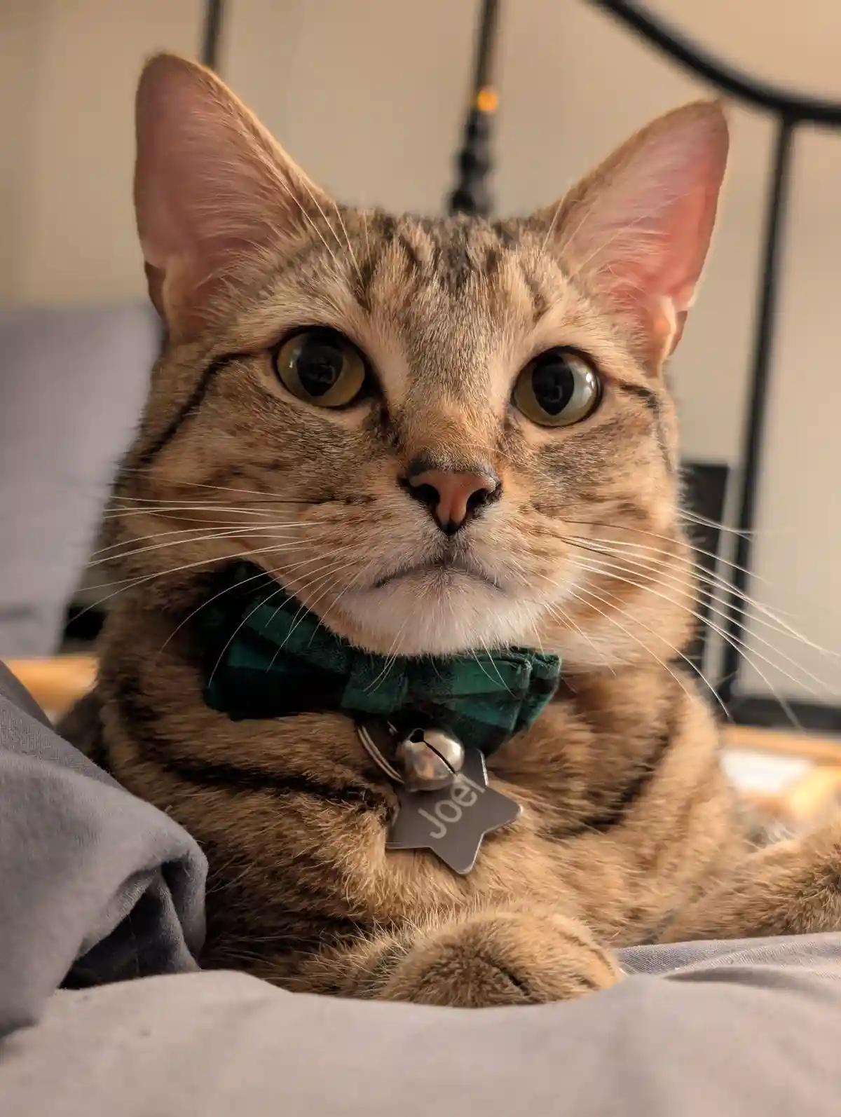 A close-up photo of a tabby cat with wide, startled eyes looking directly at the camera, wearing a green plaid bowtie and a…