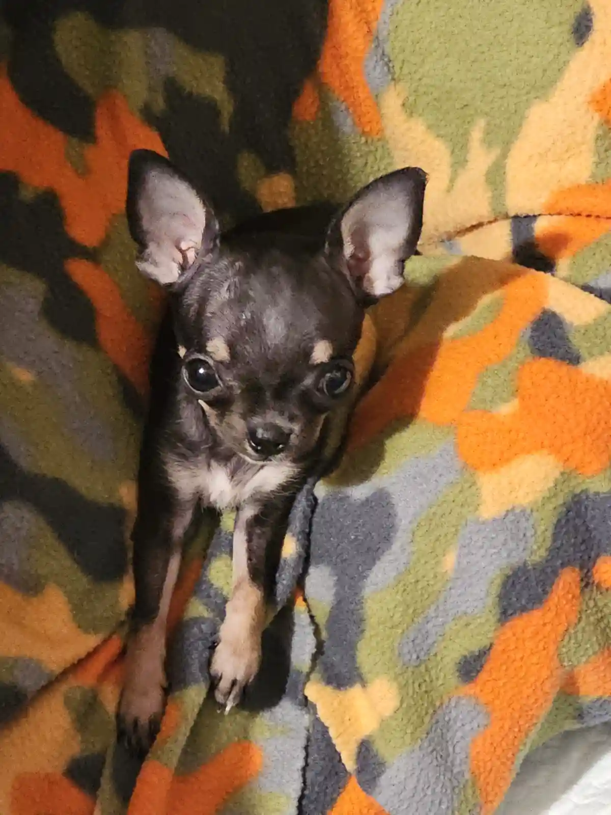 A small black and tan chihuahua puppy with large, expressive eyes and perky ears is peeking out from under a colorful…