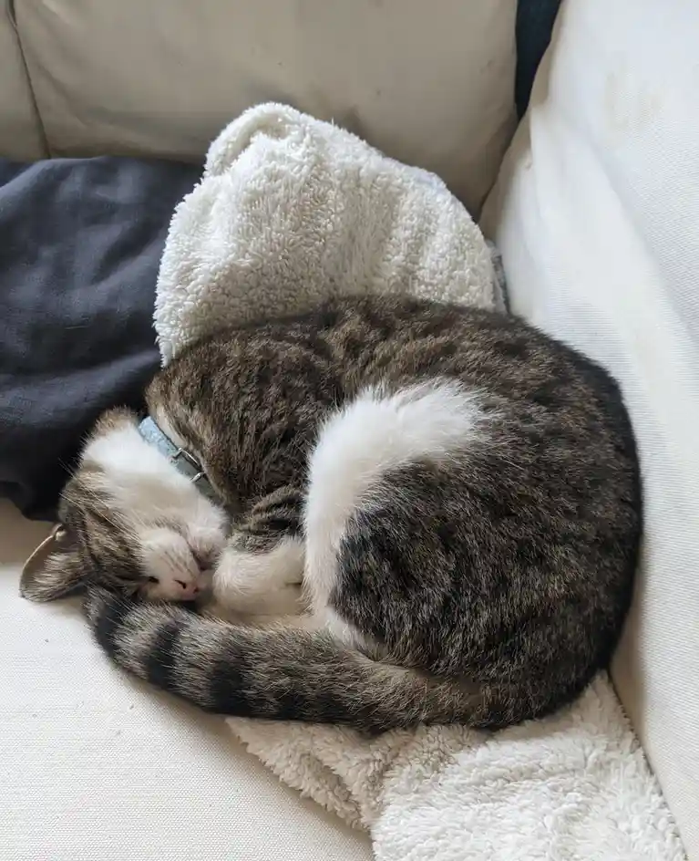 A tabby and white cat is curled up tightly in a ball while sleeping on a white fluffy towel placed on a light-colored couch…